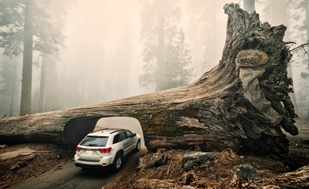 This Beautiful Tree Tunnel Will Make You Wish You Lived In California