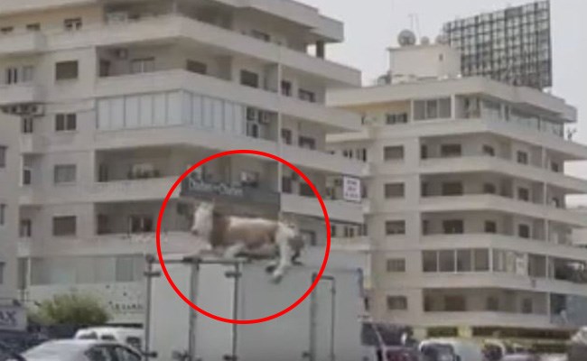 بالفيديو: أغرب مشهد يمكن أن تراه في بيروت لبقرة على سطح شاحنة