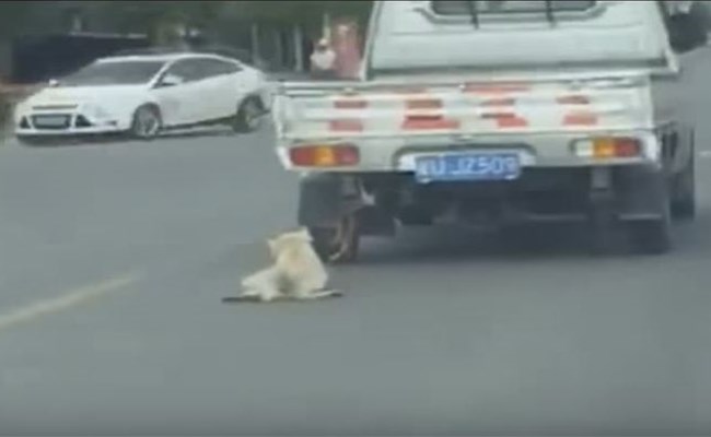 فيديو يقطع القلب لمعاناة كلب مربوط في مؤخرة سيارة ويتم سحبه في الشوارع