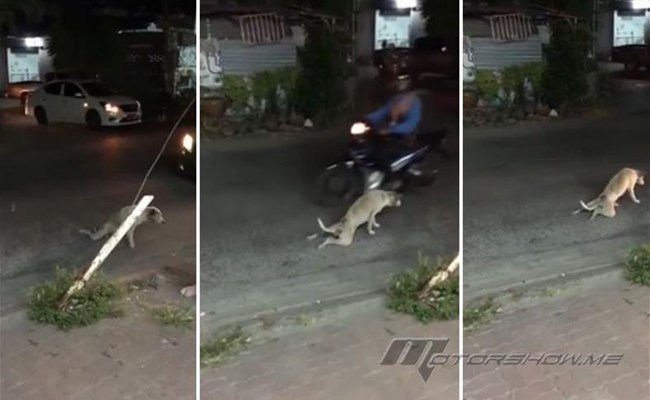 فيديو لكلب مسكين وسط الطريق صدم الجميع بما فعله بالسائقين!غير معقول