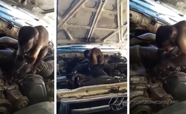 بالفيديو: قرد ميكانيكي محترف هو المسؤول عن تصليح سيارتك، هل تجرؤ على تسليمها له؟